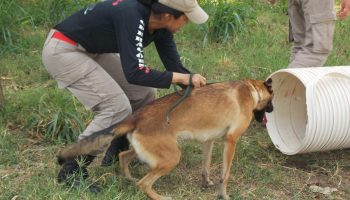 Curso de capacitação para adestramento de cães é realizado em Santarém no 4º GBM
