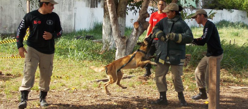 Curso de capacitação para adestramento de cães é realizado em Santarém no 4º GBM