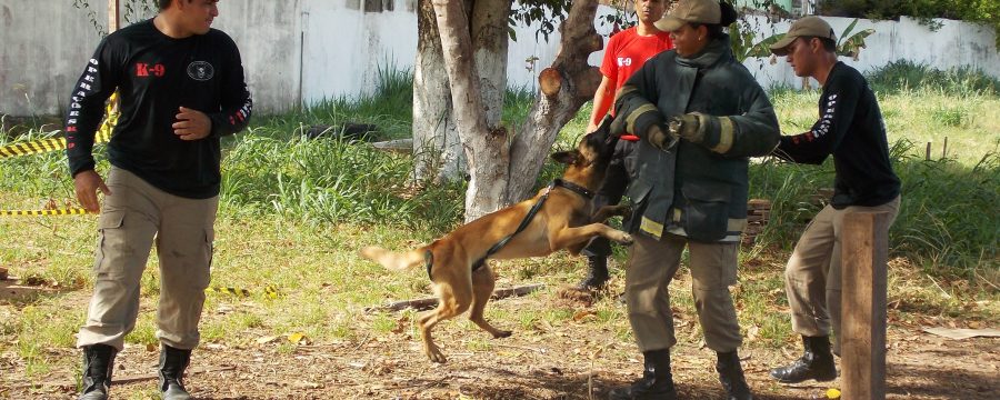 Curso de capacitação para adestramento de cães é realizado em Santarém no 4º GBM