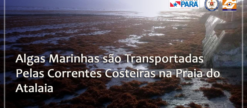 ALGAS MARINHAS SÃO TRANSPORTADAS PELAS CORRENTES COSTEIRAS NA PRAIA DO ATALAIA