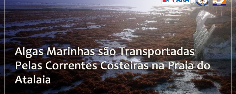 ALGAS MARINHAS SÃO TRANSPORTADAS PELAS CORRENTES COSTEIRAS NA PRAIA DO ATALAIA