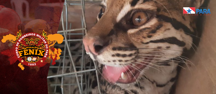 Militares resgatam animal que fugia das queimadas em Novo Progresso